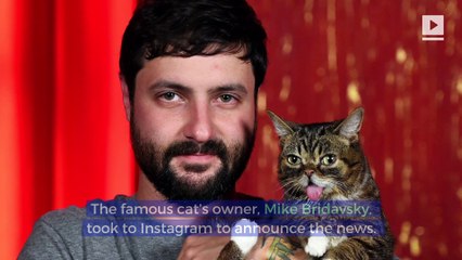 Internet Cat Sensation Lil BUB Has Died