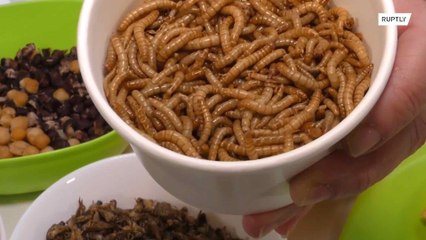 Um hambúrguer de inseto que pode salvar o planeta