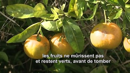 Rien (ou presque) n'arrête la bactérie qui tue les orangers de Floride