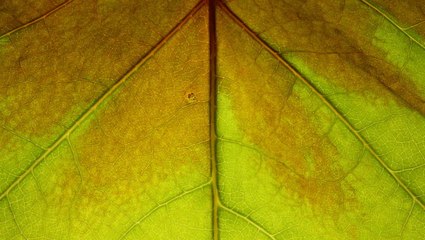 Watch Leaves Change Color Right Before Your Eyes