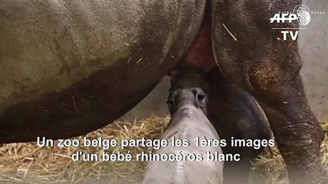 Naissance d'un rhinocéros blanc dans un zoo en Belgique