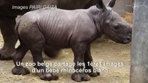 Naissance d'un rhinocéros blanc dans un zoo en Belgique