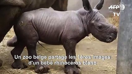 Naissance d'un rhinocéros blanc dans un zoo en Belgique