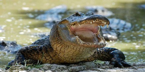El cocodrilo ataca al camión y se lo come en pedazos