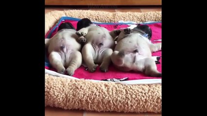 WATCH and TRY TO STOP LAUGHING - Super FUNNY VIDEOS compilation (2019)