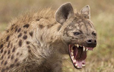 La hiena busca bronca y de vez en cuando se la meriendan