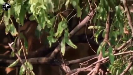 La leona merienda hoy babuino tierno