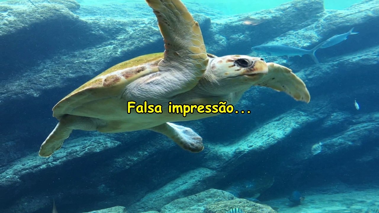 o que significa sonhar com tartaruga marinha