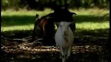 The Stiffed-Leg Goats