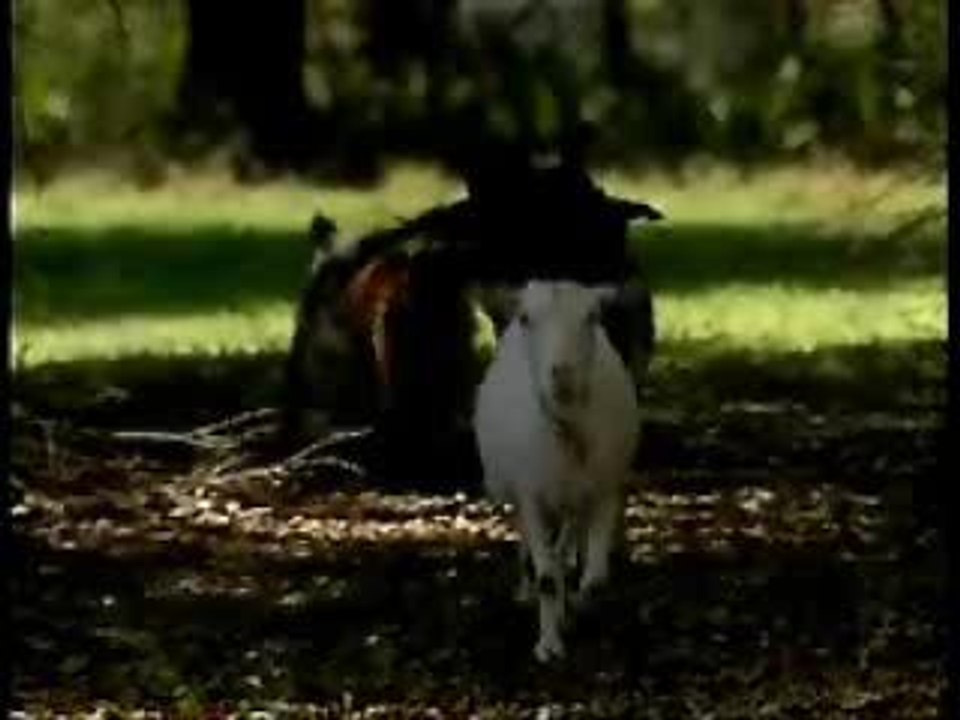 The Stiffed-Leg Goats