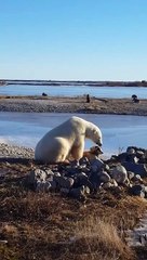 Polar bear petting dog