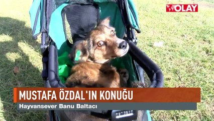 Felçli köpek Bıdık'a umut ışığı
