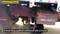 8-foot-long python rescued from truck in Odisha’s Kalahandi