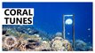Underwater loudspeakers could help boost coral reef recovery
