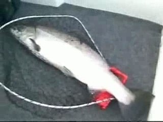 Ivan fra jysk småbådsfiskeklub  (JSK) i århus bugt