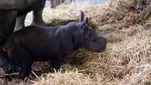 ولادة وحيد قرن أبيض في بلجيكا