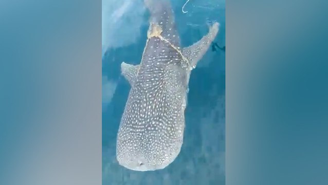 Vídeo viral: Este tiburón ballena se acerca al bote de unos pescadores y estos deciden arriesgar su vida tras entender qué era lo que quería
