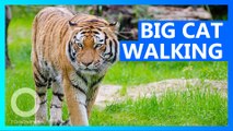 India tiger searches for prey, mate in longest walk ever