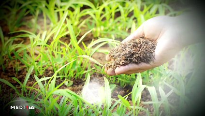 يوميات الفلاح - 03/12/2019