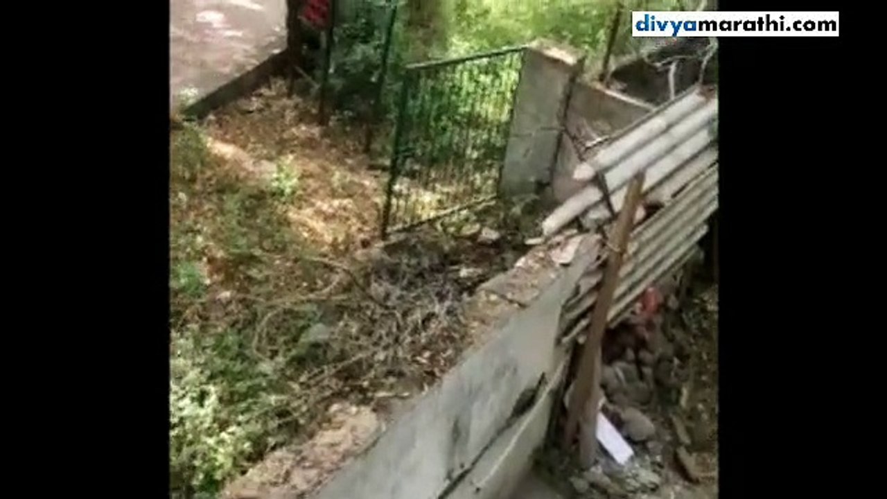 Leopard caught in camera at Aurangabad city