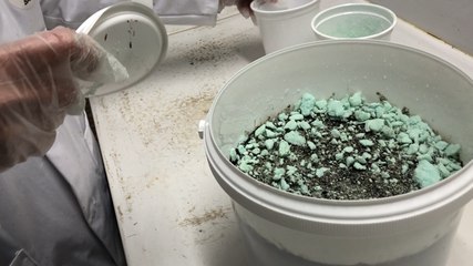 À la Saitec, démonstration de la mousse qui absorbe le pétrole dans l’eau