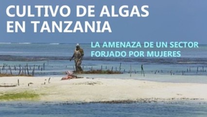 Las algueras de Zanzíbar: feminismo e innovación a orillas del Índico
