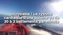 Incroyable ! Le rythme cardiaque d’une baleine passe de 30 à 2 battements par minute