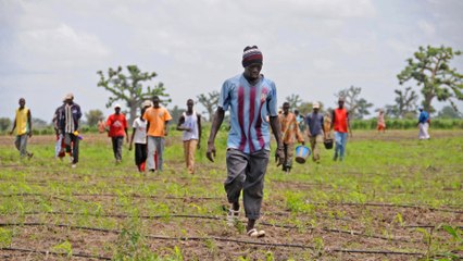 Great green wall: Villagers' defence against desert