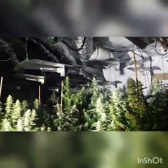 Police sniff out huge cannabis factory in Corby