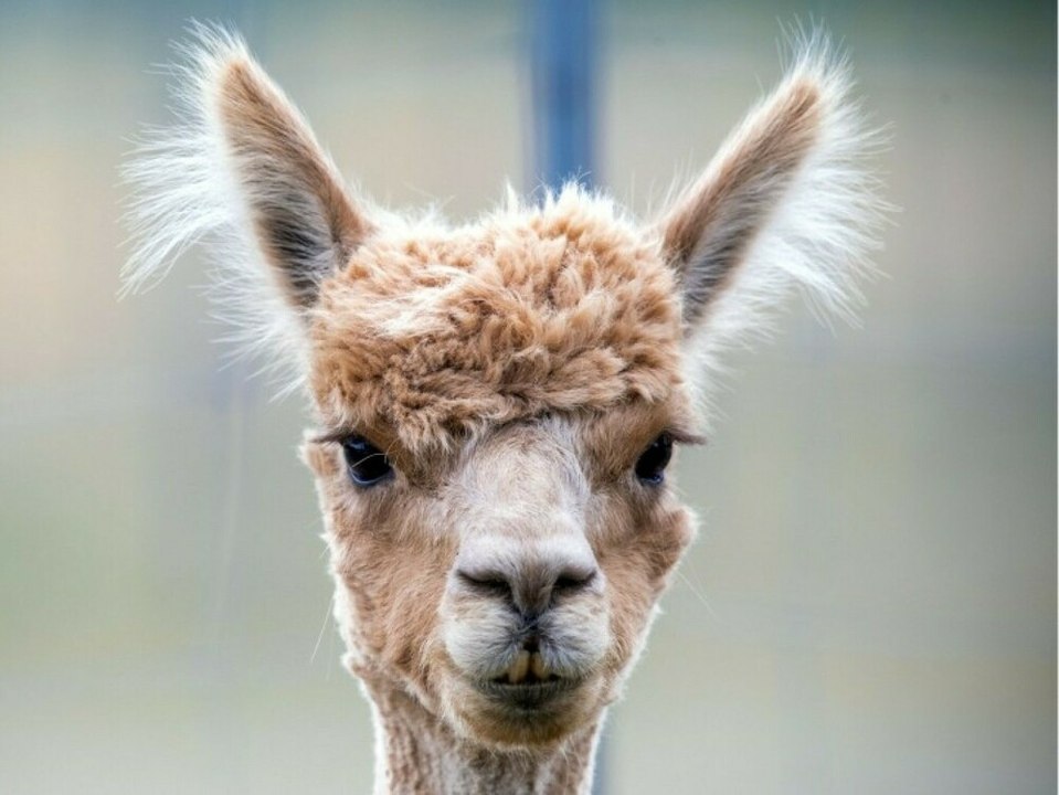 Alpaka-Diebstahl? Christinchen spurlos aus Streichelzoo verschwunden