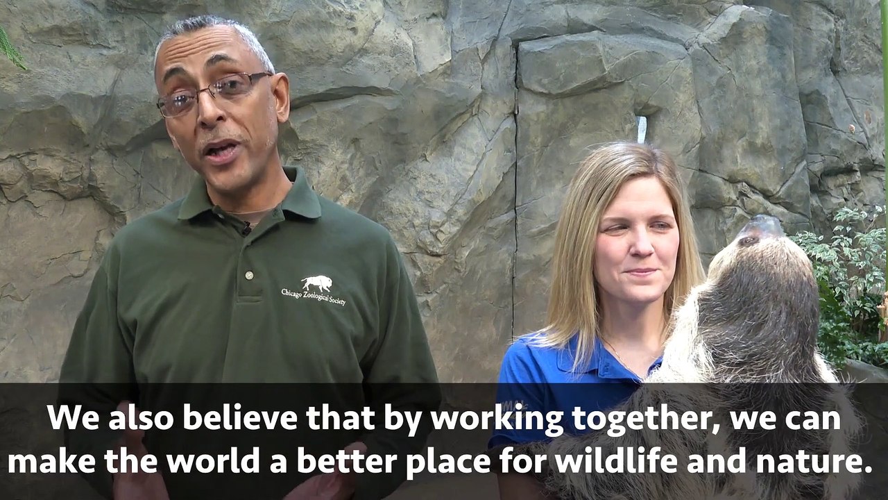 Elsie the Two-Toed Sloth & Brookfield Zoo's Animal Ambassador Program