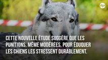 Punir votre chien a un effet terrible sur son comportement