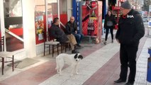 Vefakar köpek vefat eden sahibini 6 aydır bekliyor