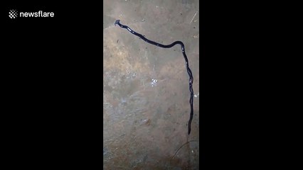 Bizarre hammer-headed worm creature filmed in Vietnam