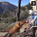 Ces trois chiens ont été sauvés des montagnes après plusieurs jours dans le froid !