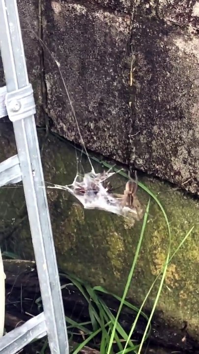 QUANDO DUAS ARANHAS ARMADEIRAS VIRAM PRESA DE OUTRA ARANHA