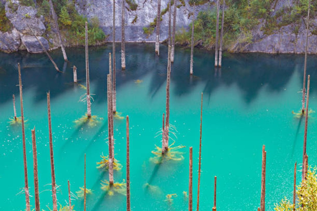 Gruseliger kopfüber-Wald in Kasachstan