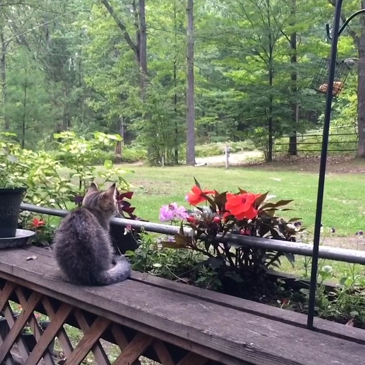 Parkour Pets