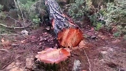 Milaslı köylüler ağaçlarına sahip çıkmaya devam ediyor