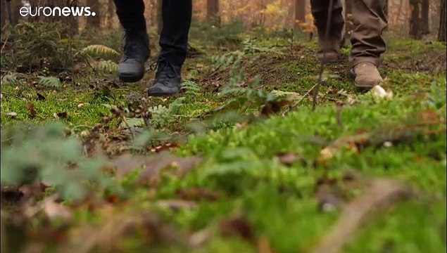 La lenta agonía de los bosques alemanes por la sequía, las plagas y el cambio climático