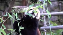 Red Pandas Share a Snack