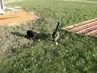 TYSON et MILORD MOV02142