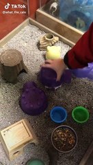 cuddling hamster funny cute bestfriend