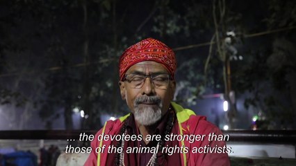 Nepal's mass animal slaughter begins despite outcry