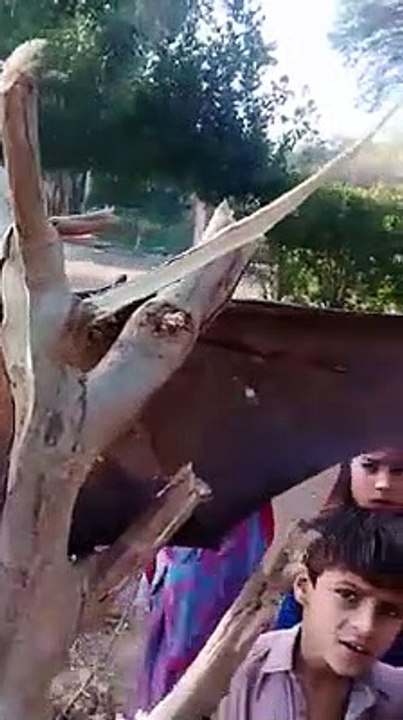 Biggest Bat Caught by Villagers