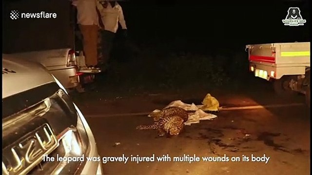 Leopard badly injured in car accident rescued by wildlife sanctuary in India