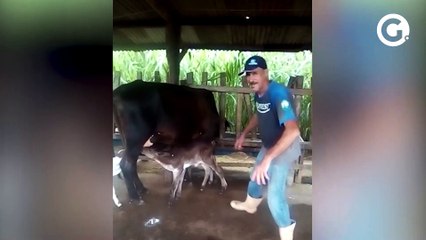 Vaca dá à luz bezerras trigêmeas no ES: Marília, Maiara e Maraisa