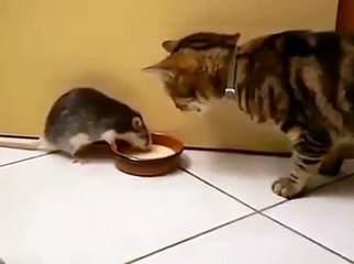 Ce rat montre au chat qui est le chef