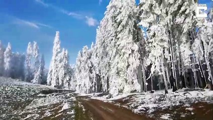 Figée par le froid et la neige, cette forêt ne bouge plus !