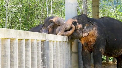 2 vieux éléphants jouent et s'embrassent